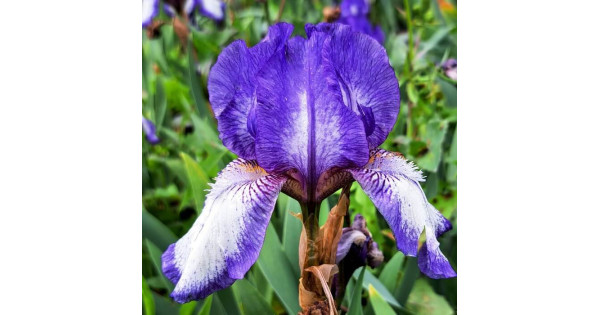 Iris Top - Fancy Folk main image 0